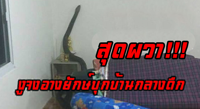 ปก