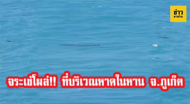 จระเข้