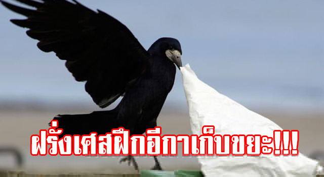 ปก1