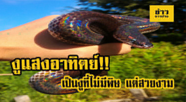 งู