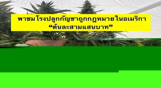 สายเขียว
