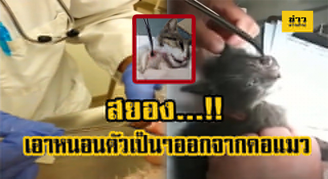 หนอน