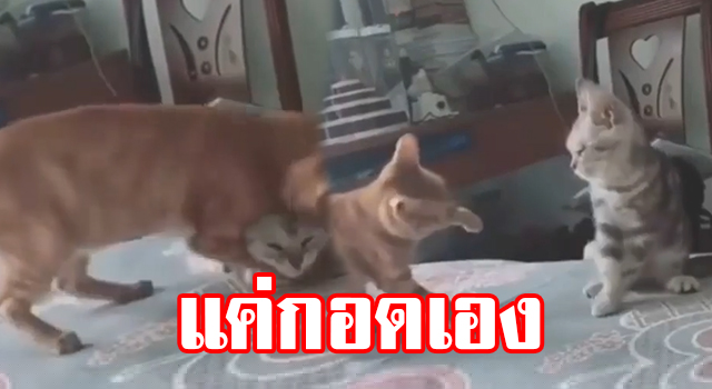 เดะพไำะไพะไำ