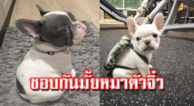 หมา