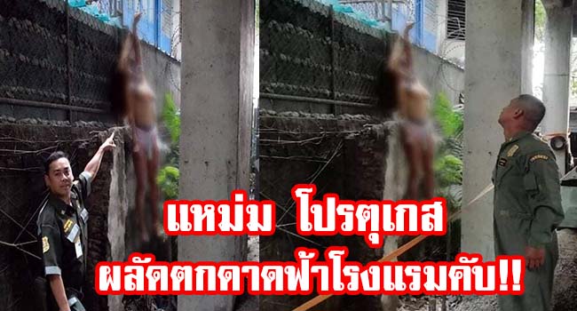 Untitled-2.jpgดิอดกหิ