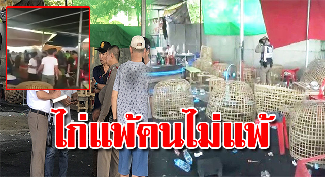ไก่ชน