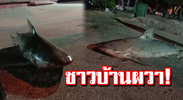 ปก5