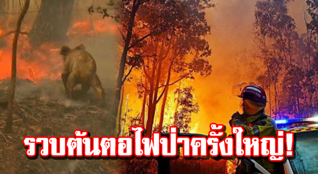 ปก4