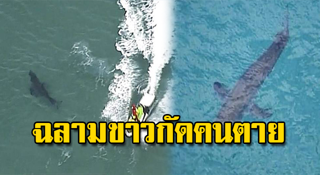 ฉลาม