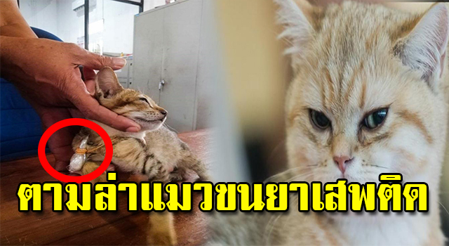 แมวขนยา
