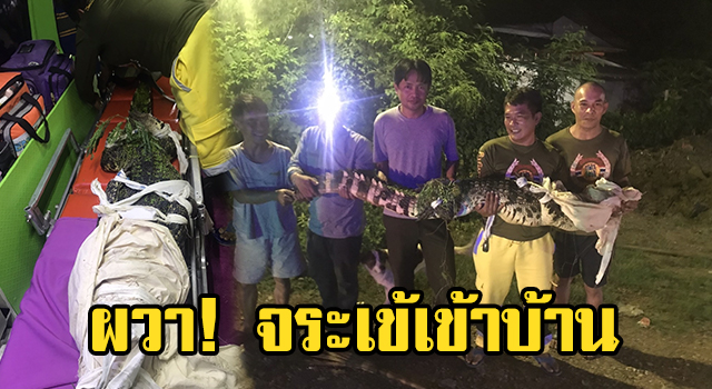 จระเข้