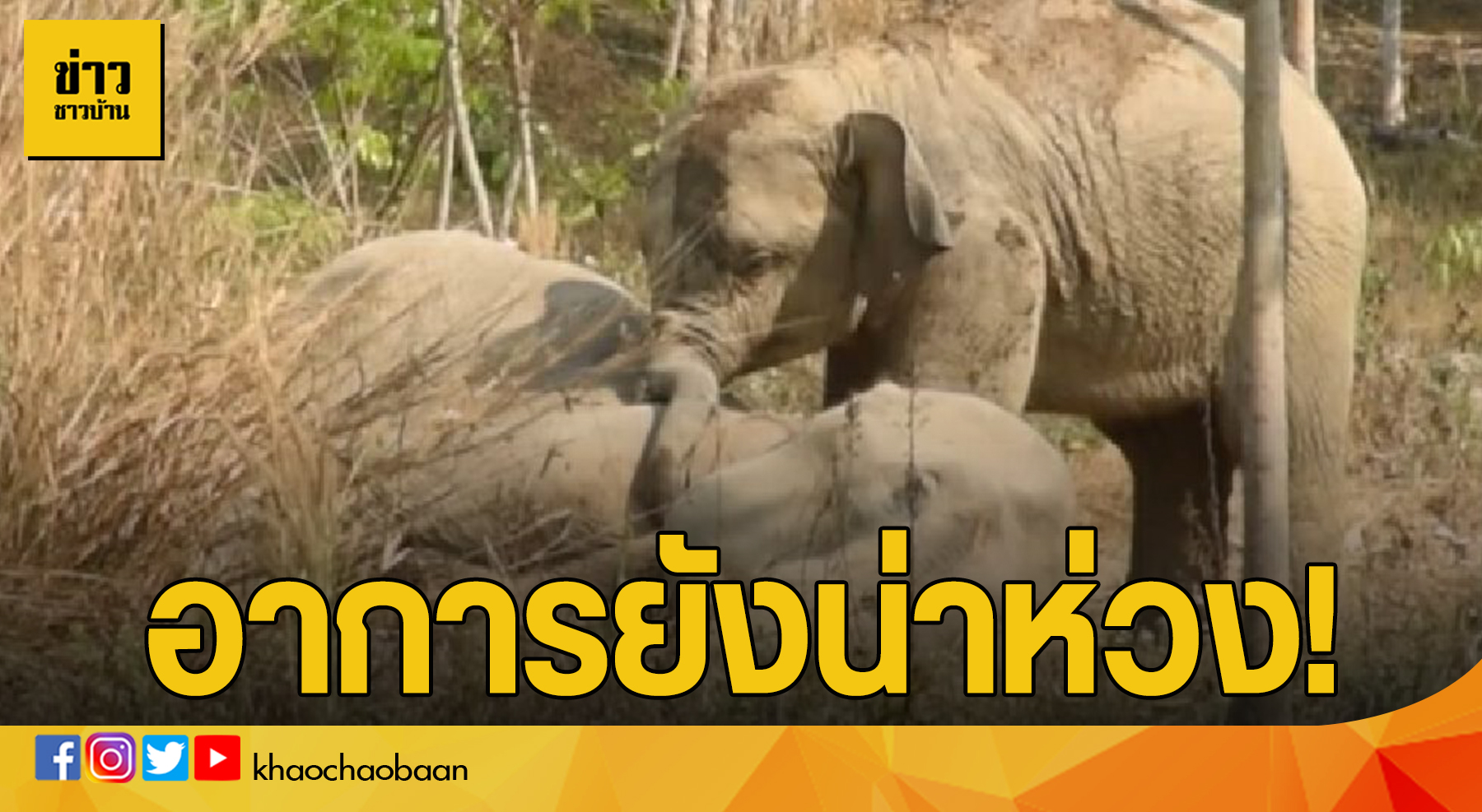 ข่าวอาการป่วยช้างป่า