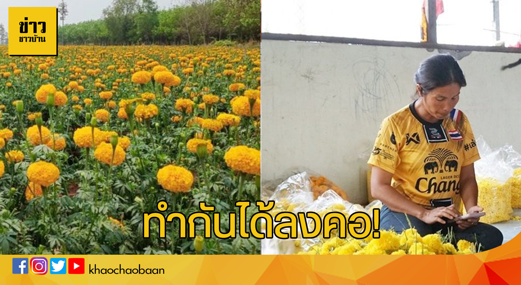 ดาวเรือง