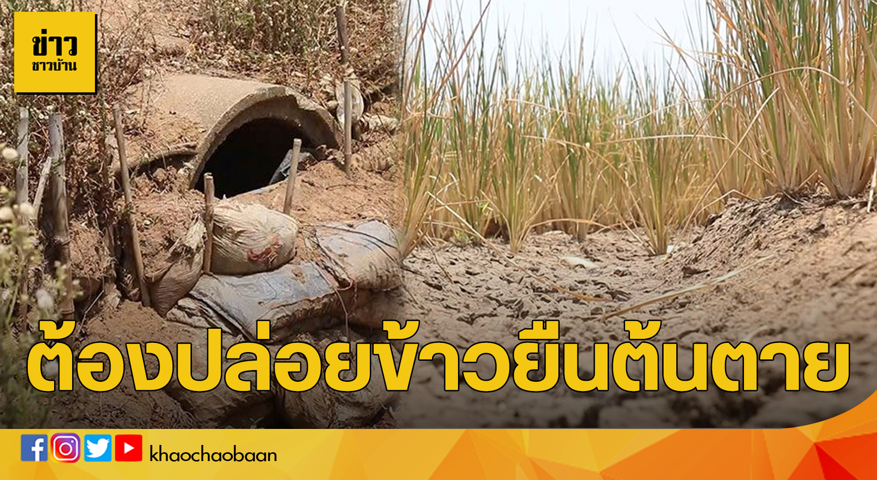 พิจิตรข้าวตาย ข่าวชาวบ้าน