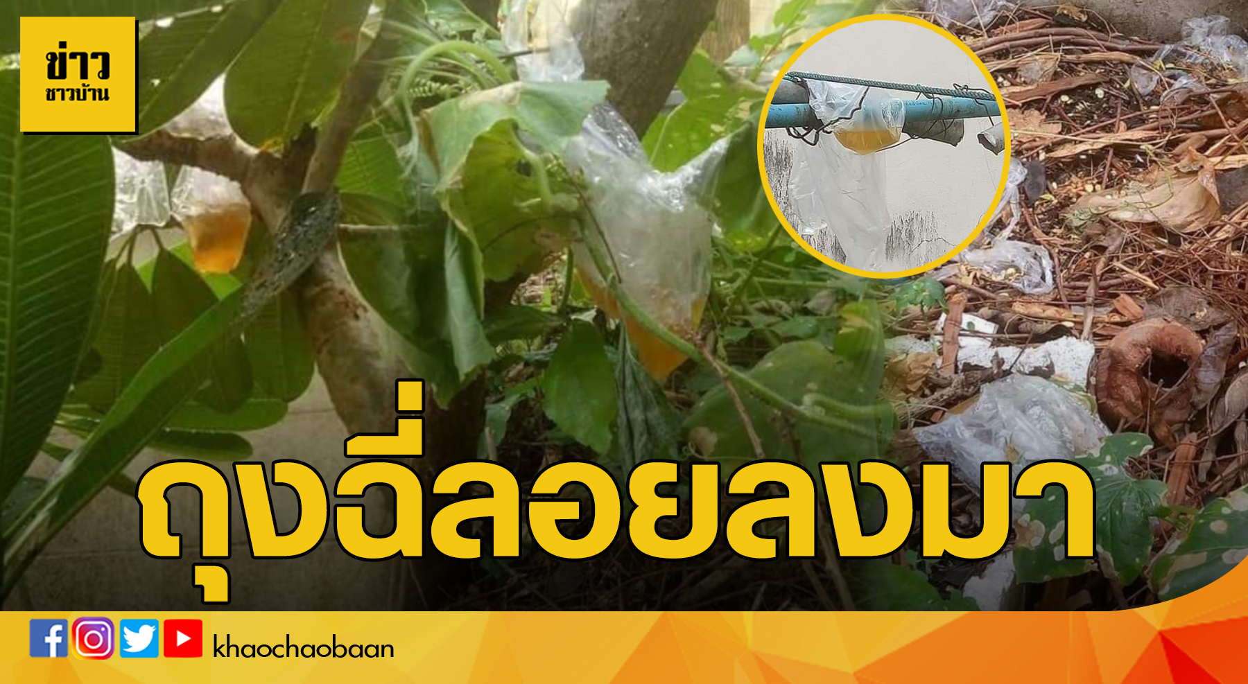 ถุงฉี่ลอย ข่าวชาวบ้าน
