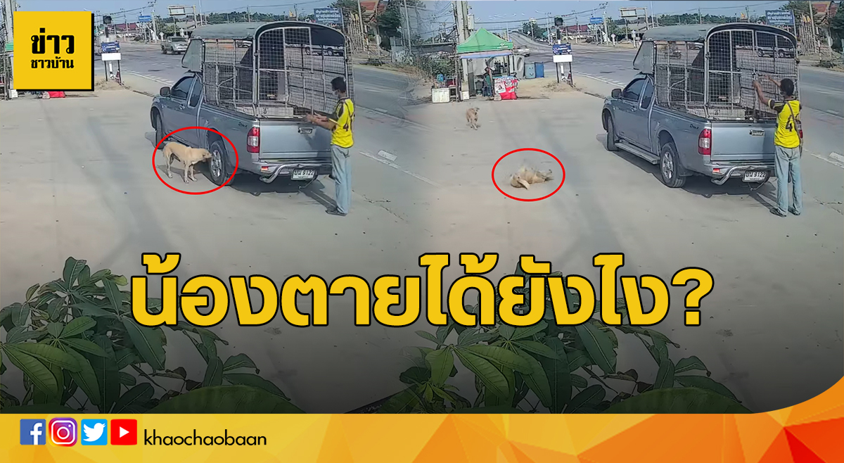หมาตาย