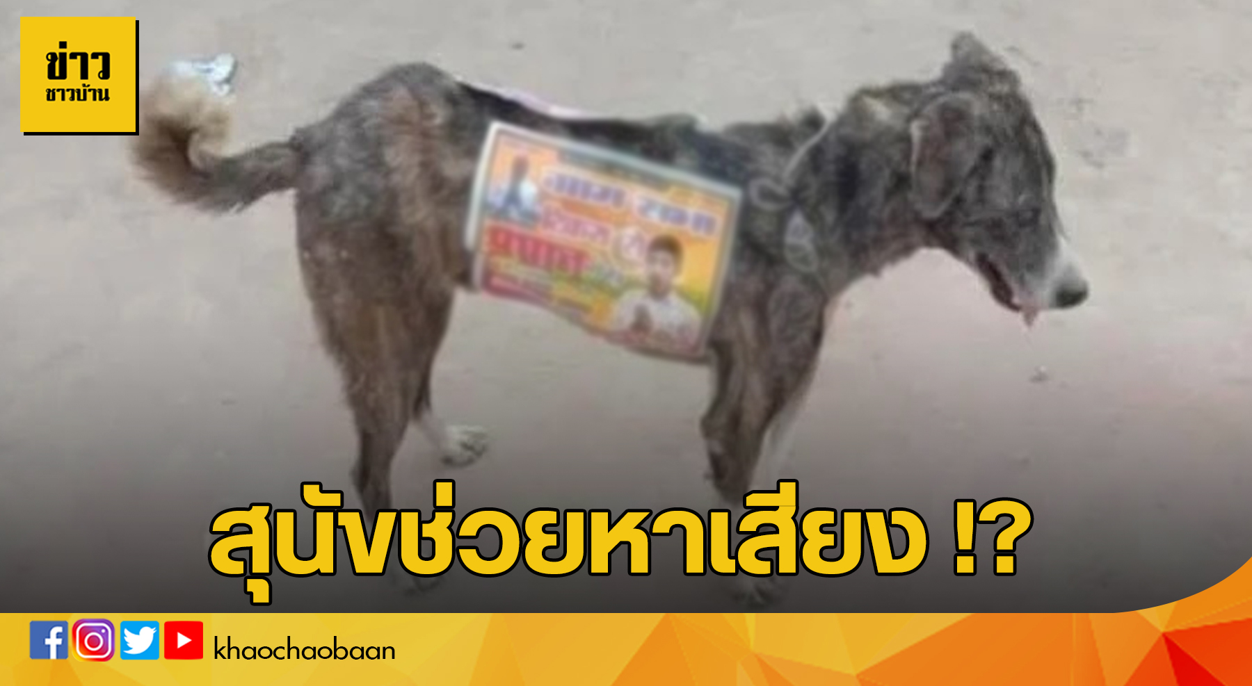 หมาหาเสียง