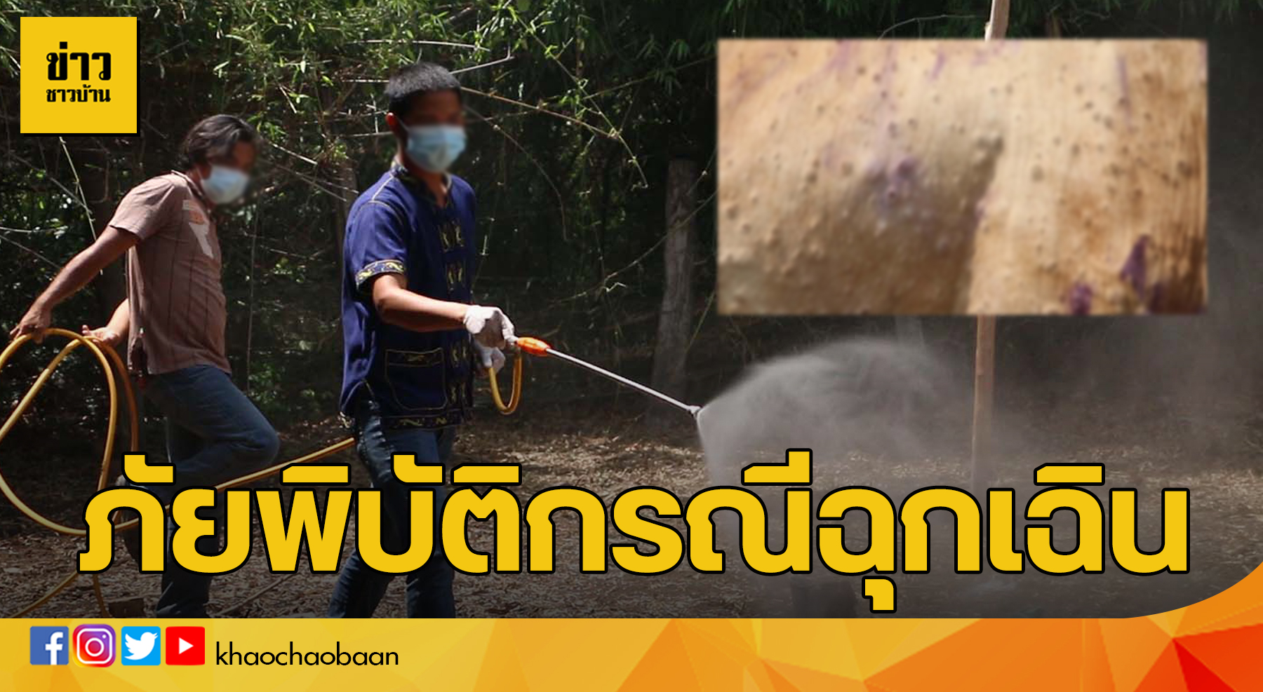 ปกวัว