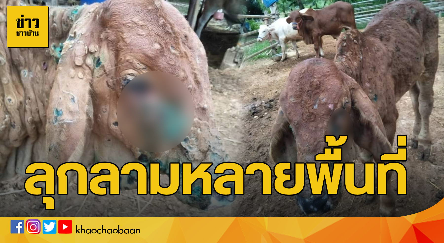 วัว
